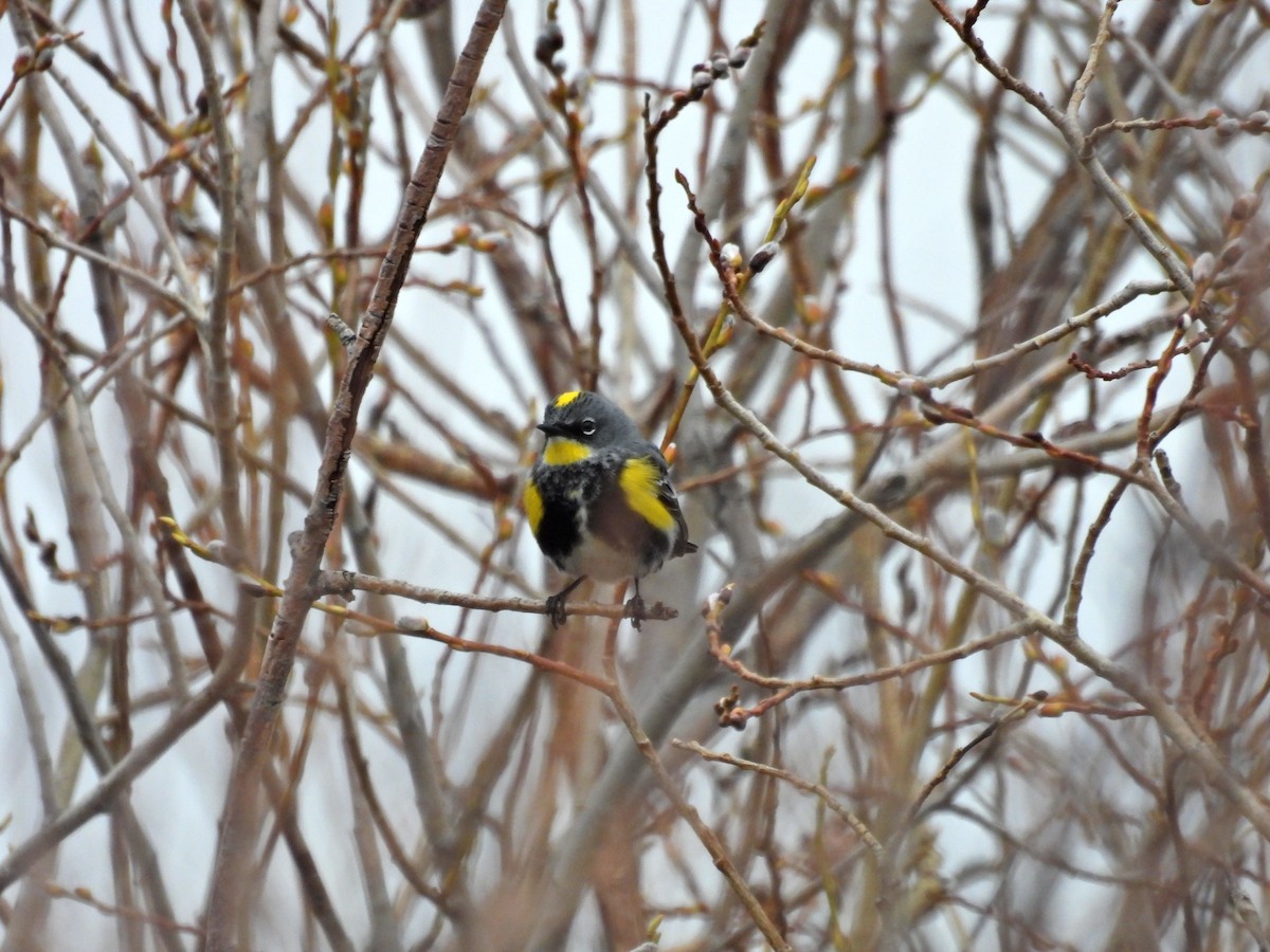 Yellow-rumped Warbler (Myrtle x Audubon's) - ML617971233
