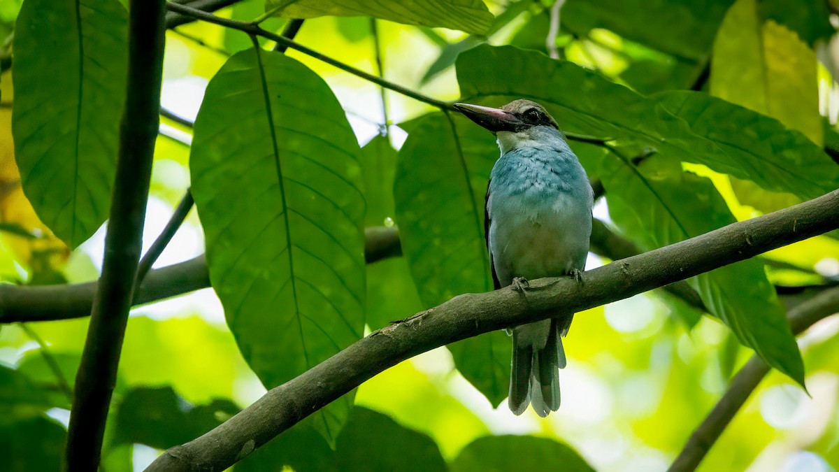Blue-breasted Kingfisher - ML617971254