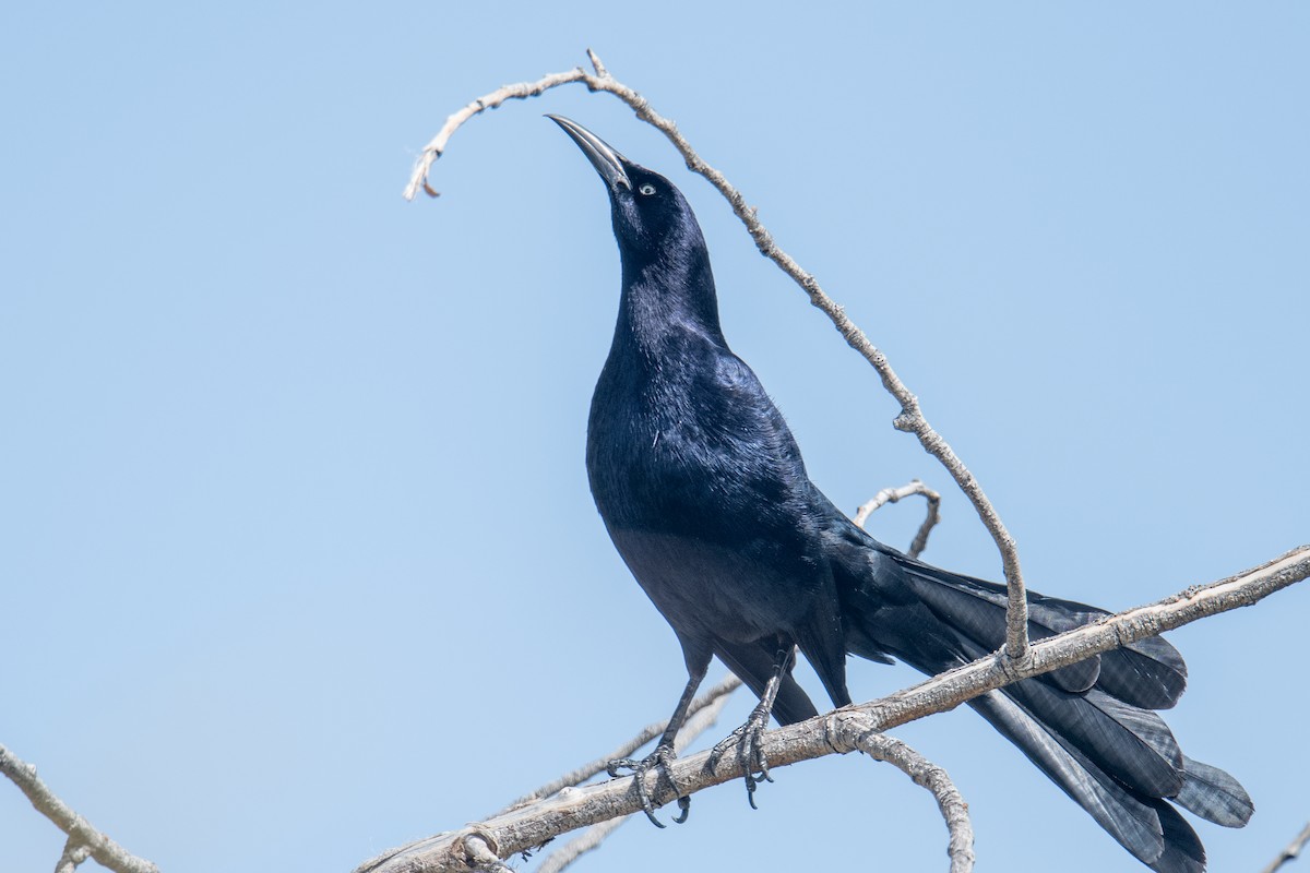 Great-tailed Grackle - Jeff Bleam