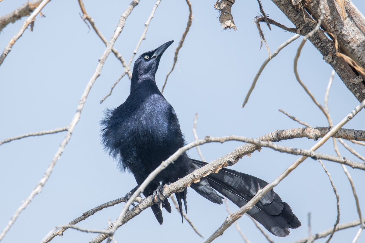 Great-tailed Grackle - ML617971371