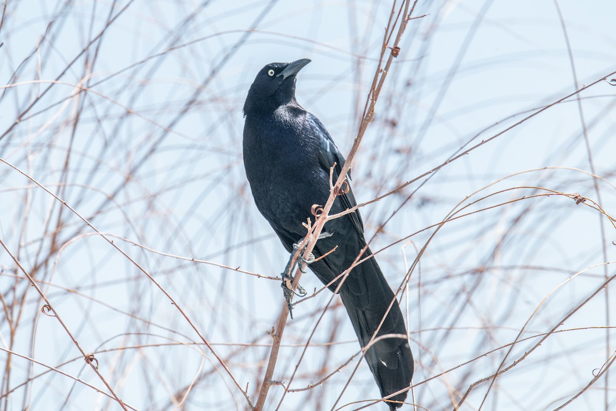 Great-tailed Grackle - Jeff Bleam