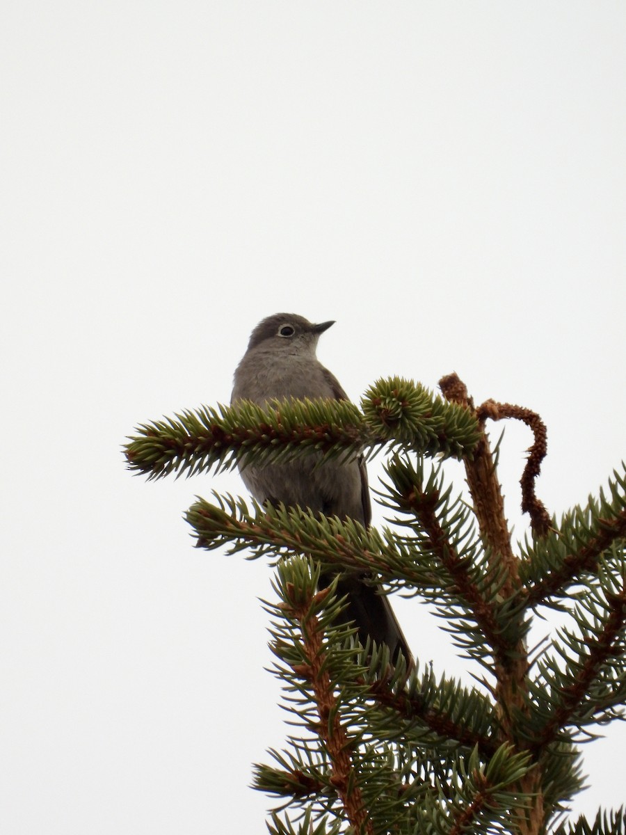 Townsend's Solitaire - ML617971416