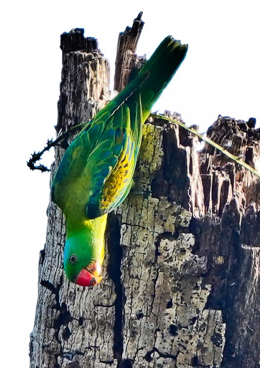 Blue-naped Parrot - Arden Anderson