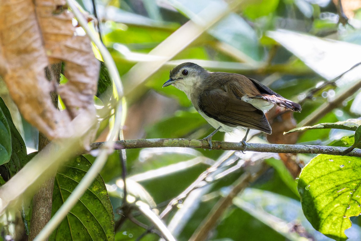 Sooty-capped Babbler - ML617971474