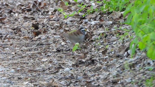 White-throated Sparrow - ML617971475