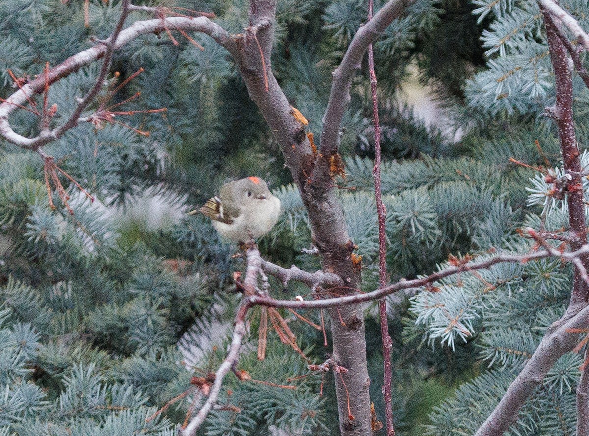 Ruby-crowned Kinglet - J Smith