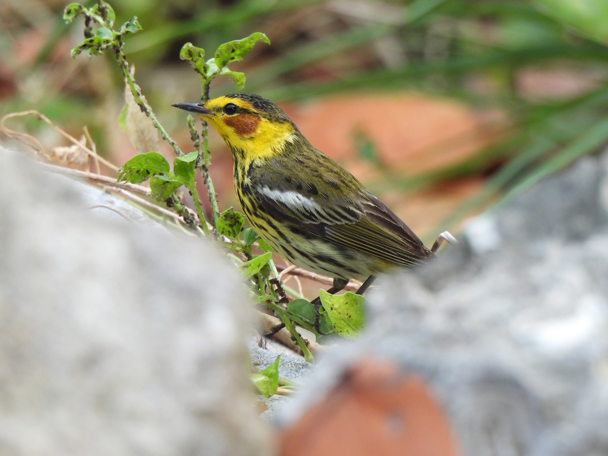 Cape May Warbler - ML617971505