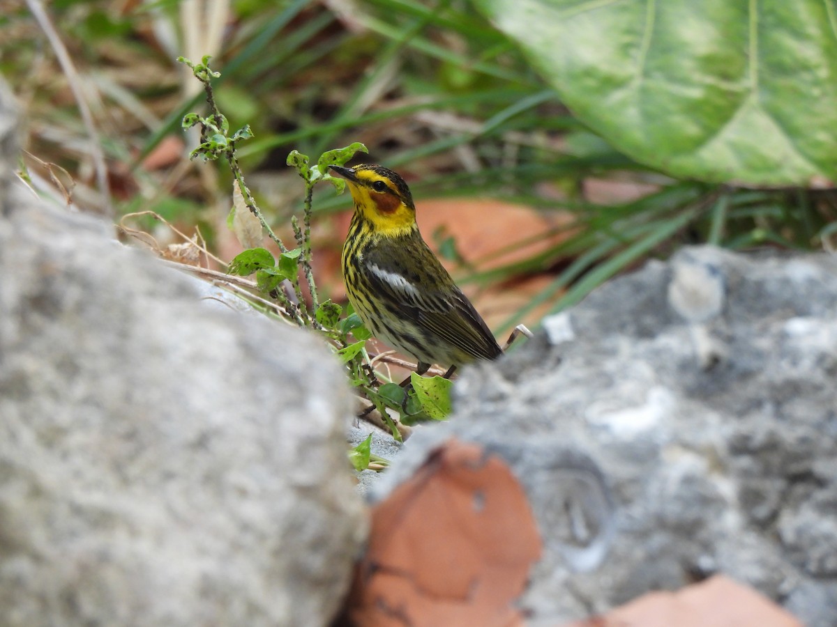 Cape May Warbler - ML617971513