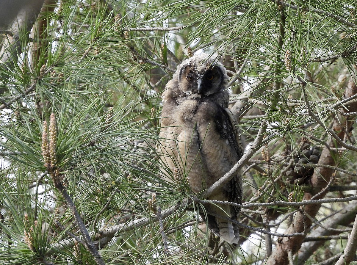 Long-eared Owl - ML617971516