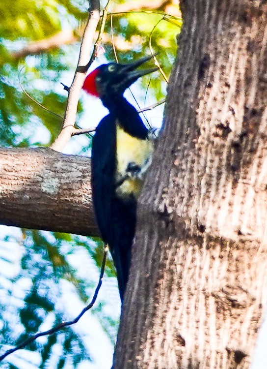 White-bellied Woodpecker - ML617971517