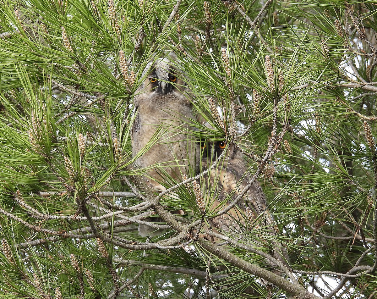 Long-eared Owl - ML617971518