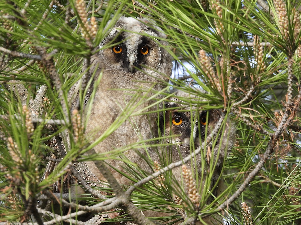 Long-eared Owl - ML617971520