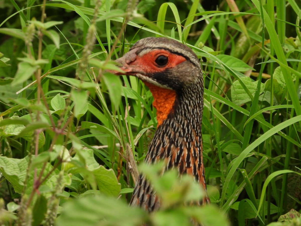 Red-necked Spurfowl - ML617971572