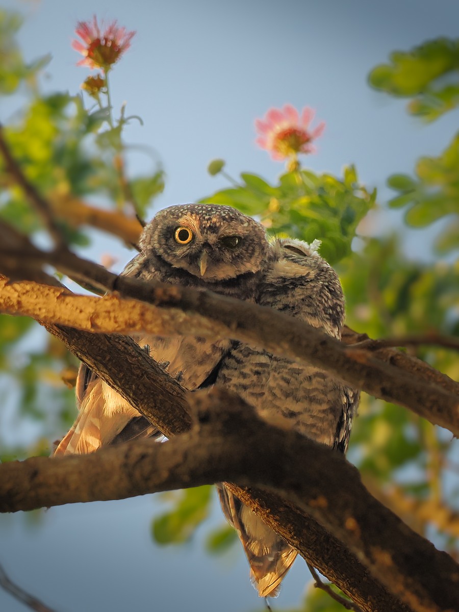 Spotted Owlet - ML617971585