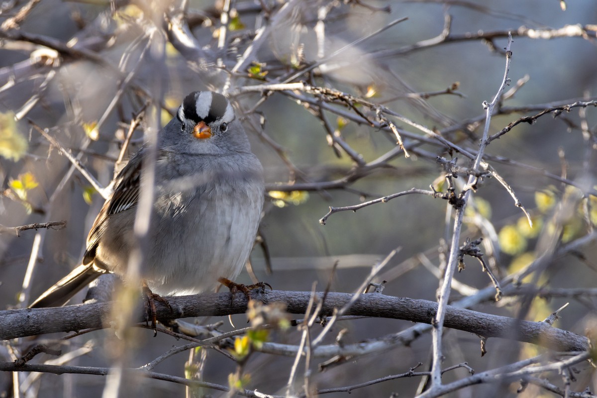 White-crowned Sparrow - ML617971595