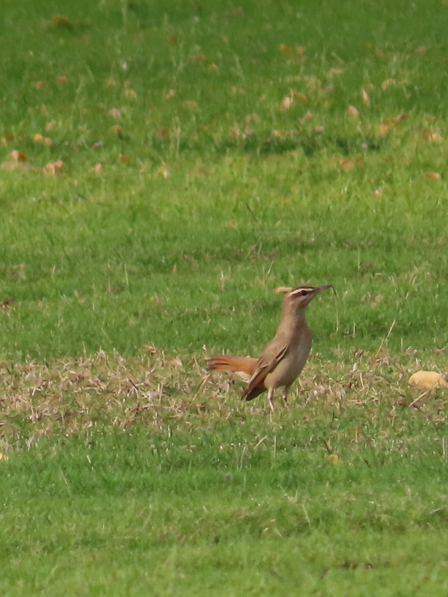Rufous-tailed Scrub-Robin - ML617971602