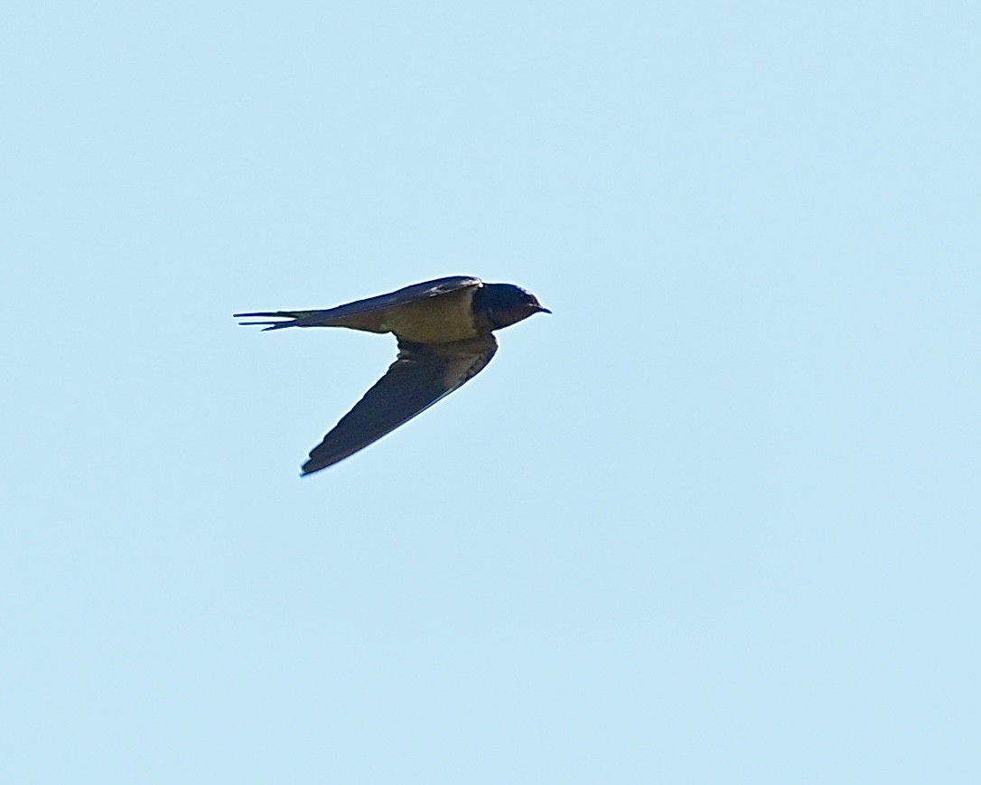 Barn Swallow - ML617971603