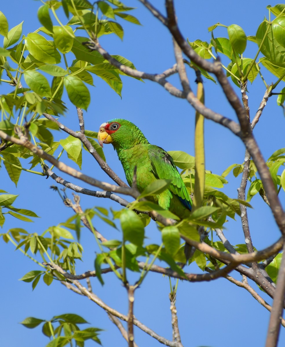 White-fronted Parrot - Sergio Abad Garcia