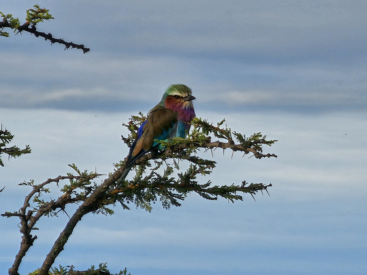 Lilac-breasted Roller - ML617971609