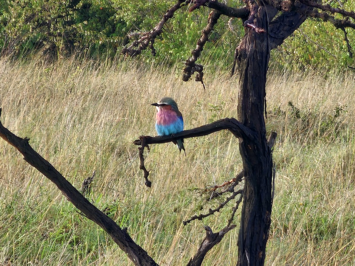 Lilac-breasted Roller - ML617971610