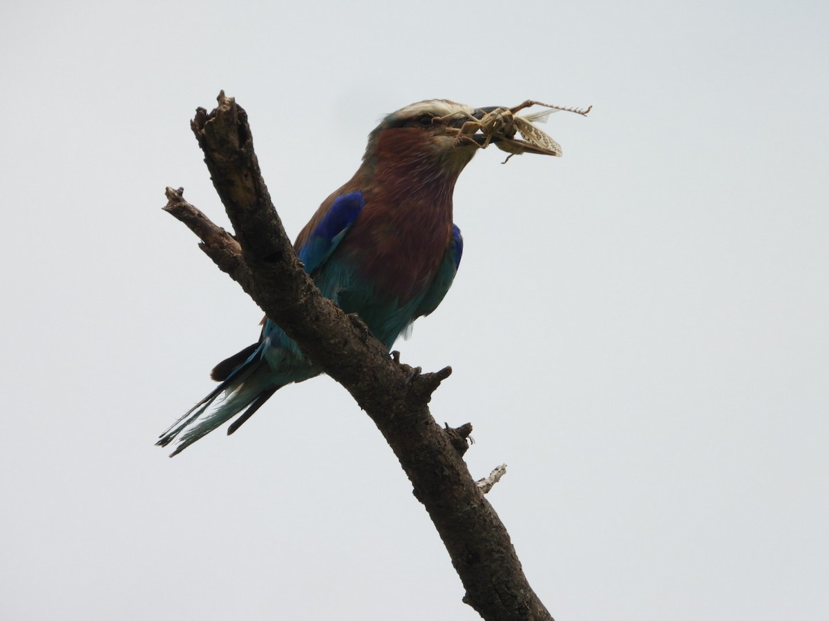 Lilac-breasted Roller - ML617971623
