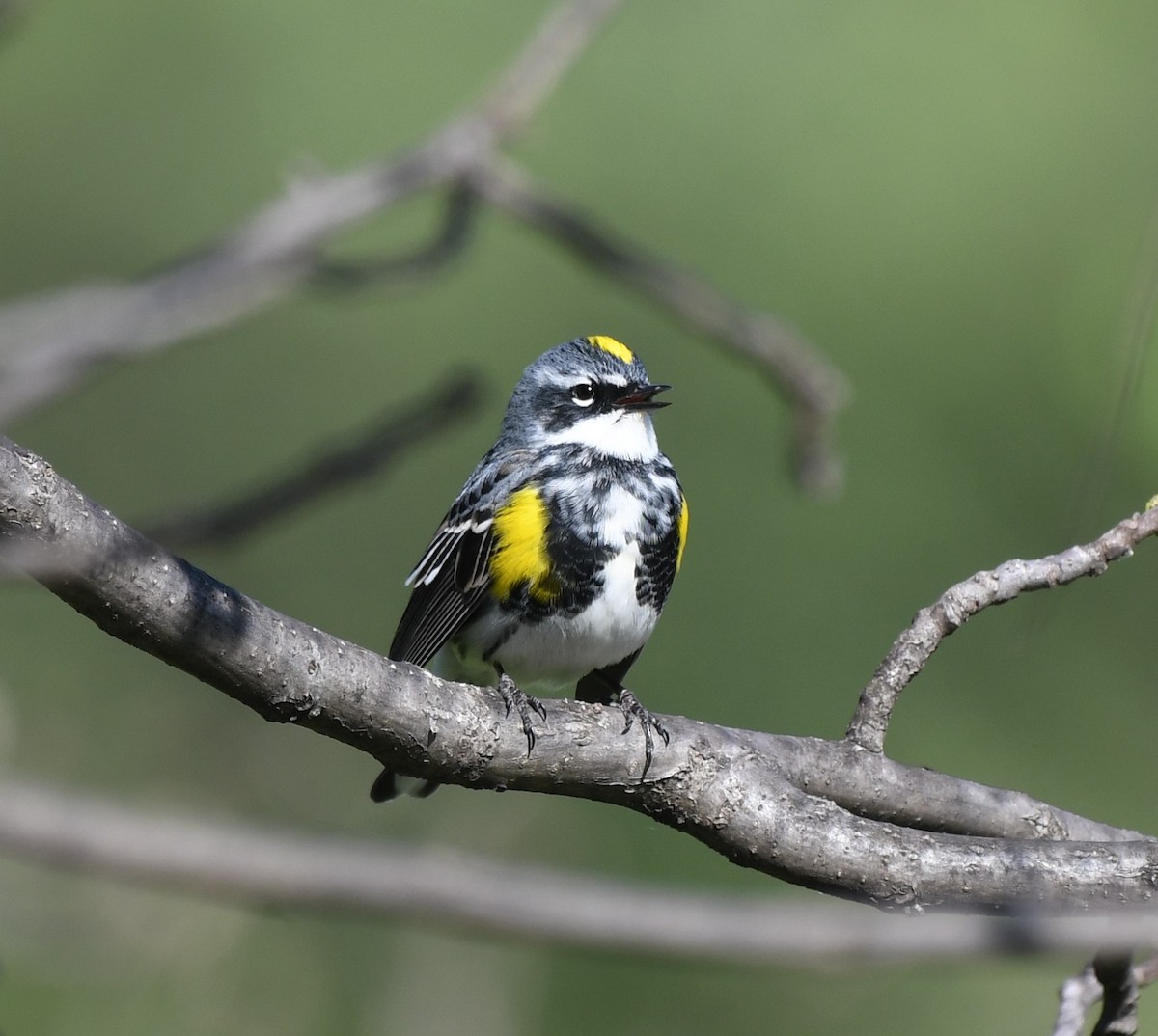 Yellow-rumped Warbler - Helen and Franklin Chow