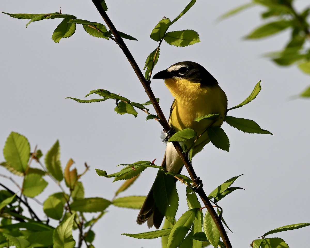 Yellow-breasted Chat - ML617971648