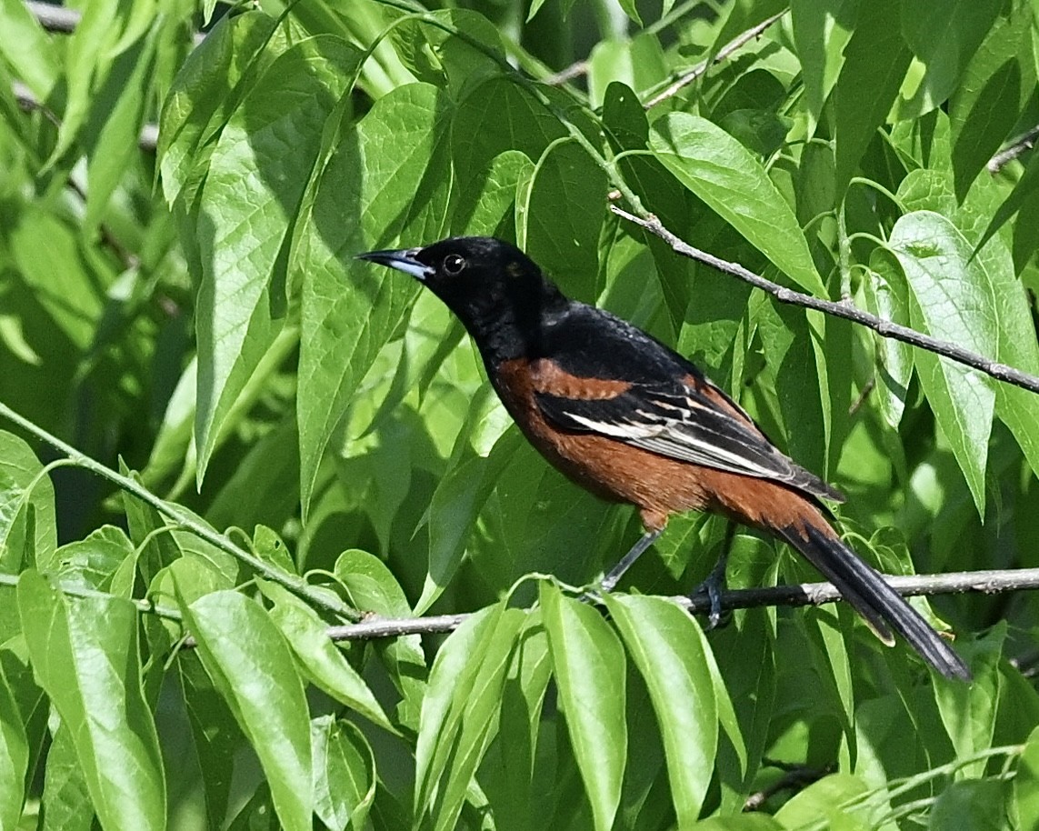 Orchard Oriole - ML617971650