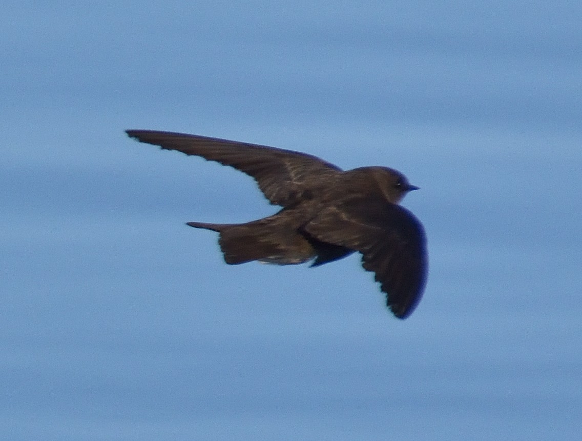 Northern Rough-winged Swallow - ML617971730