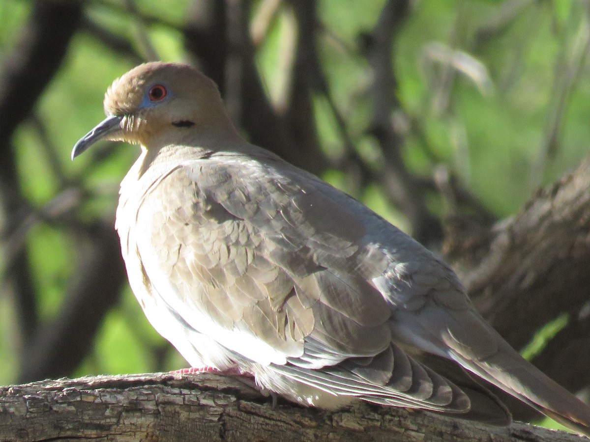 White-winged Dove - ML617971736
