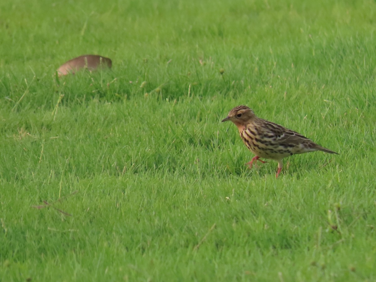 Red-throated Pipit - Ute Langner