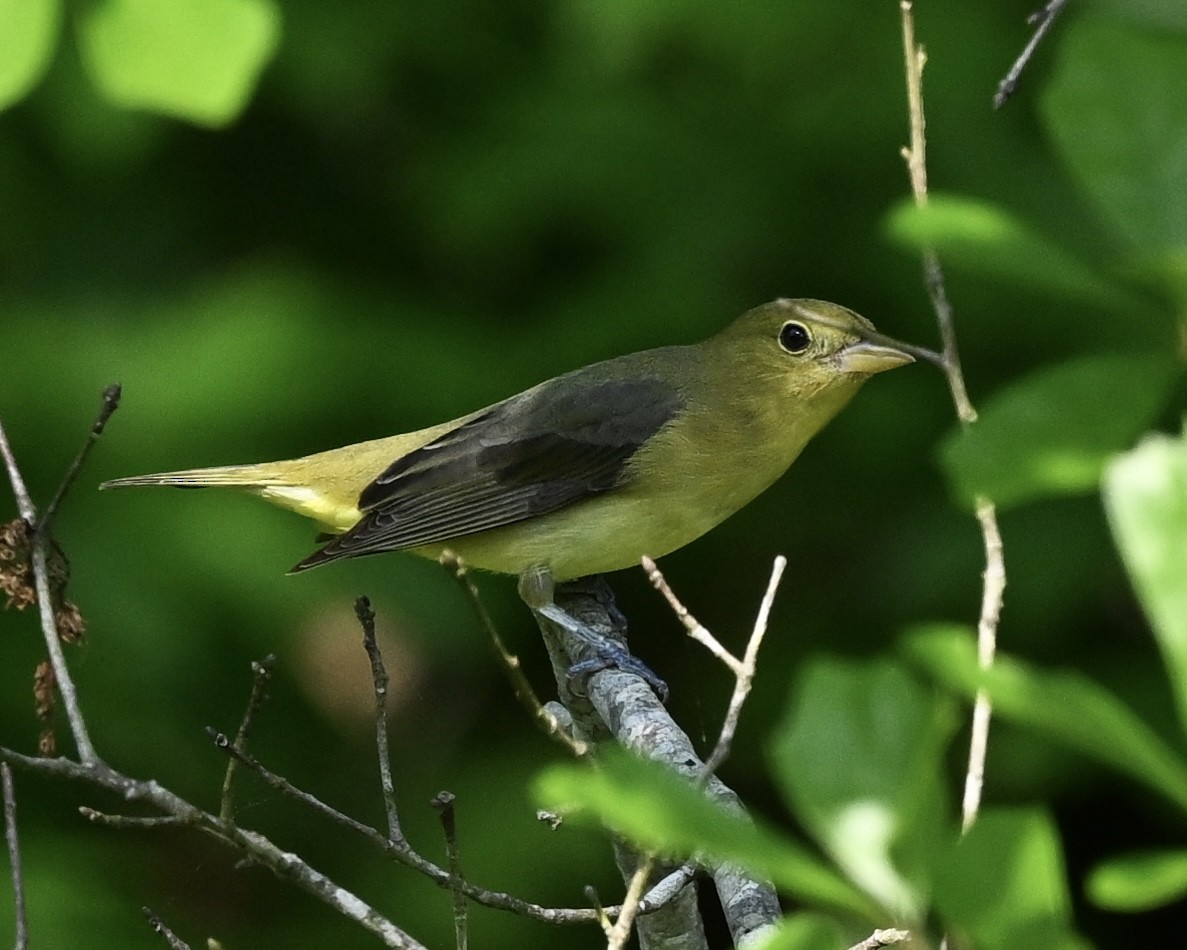 Scarlet Tanager - ML617971805