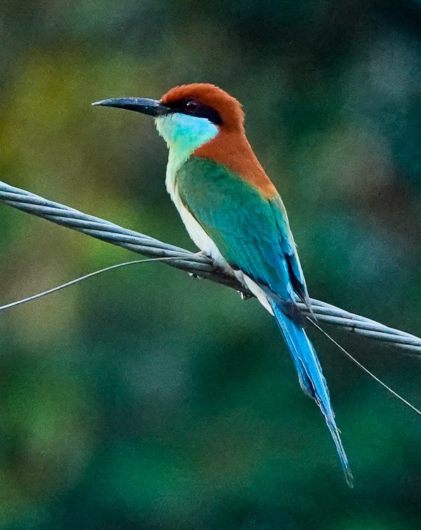 Rufous-crowned Bee-eater - ML617971813