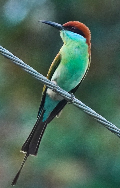 Rufous-crowned Bee-eater - ML617971814