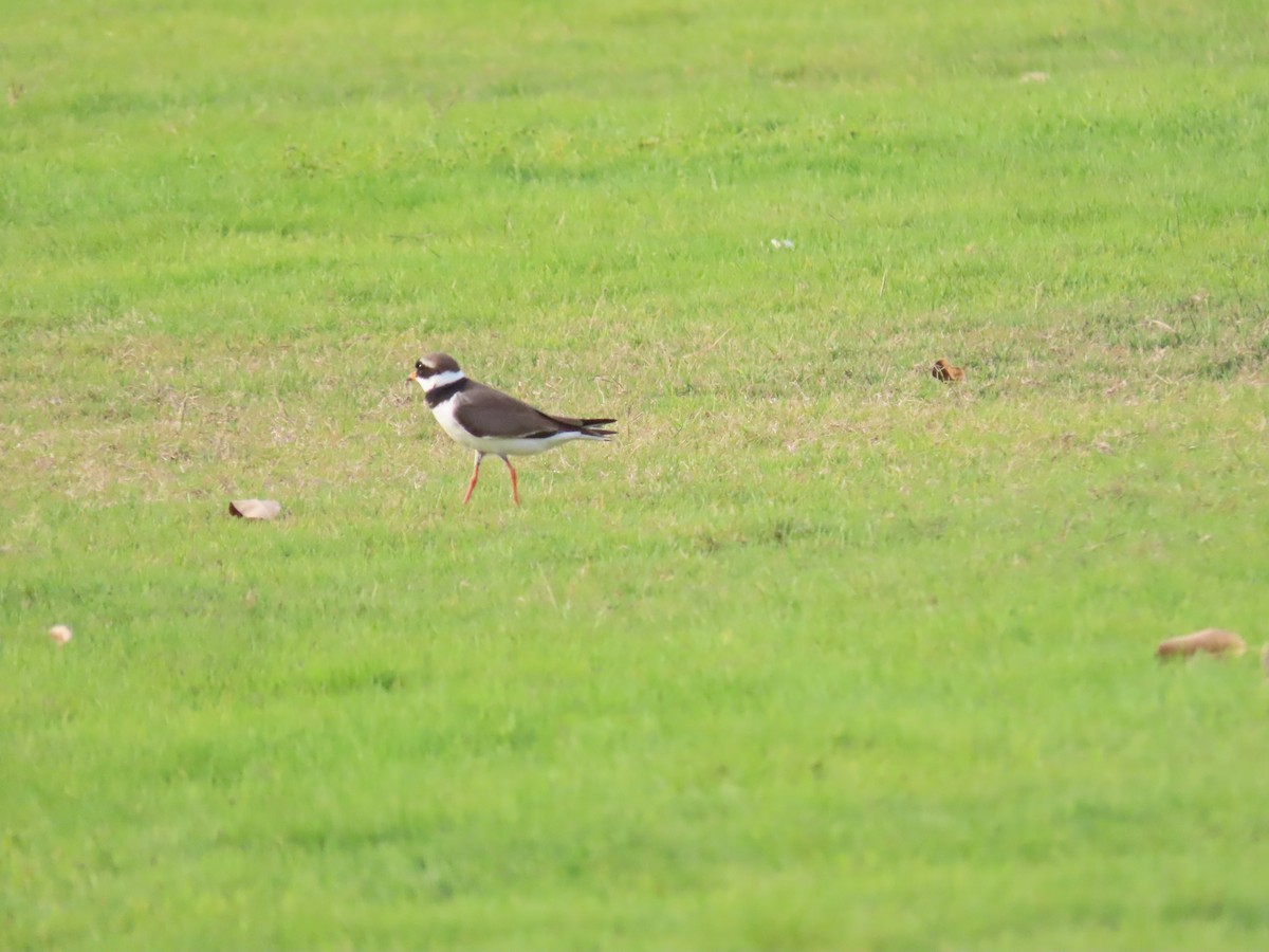 Common Ringed Plover - ML617971832