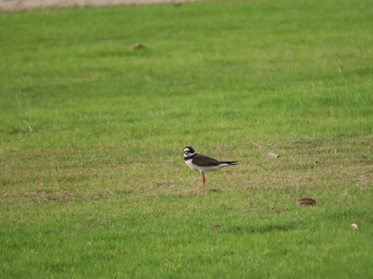 Common Ringed Plover - ML617971833