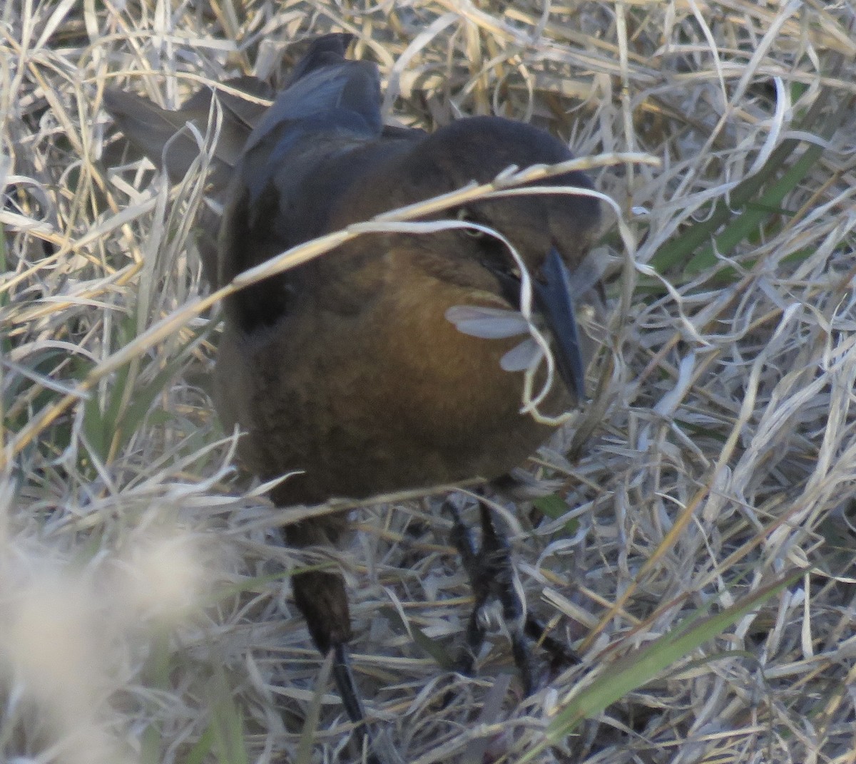 Great-tailed Grackle - ML617971839