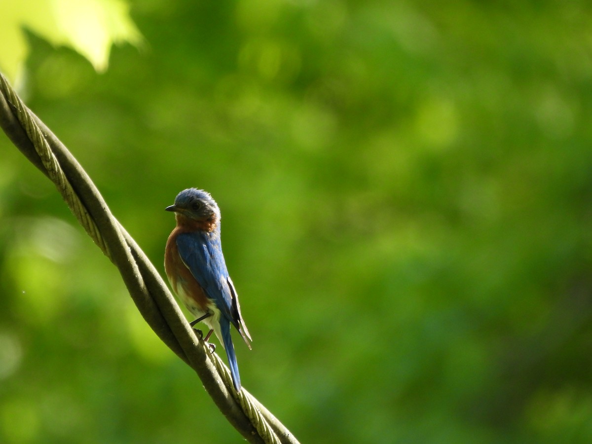 Eastern Bluebird - Lachlan Bebout