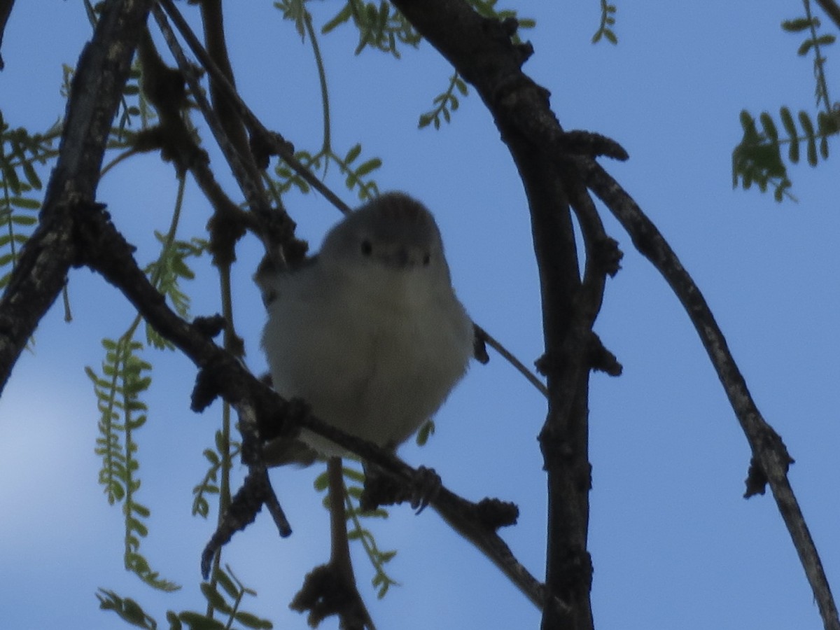 Lucy's Warbler - ML617971846