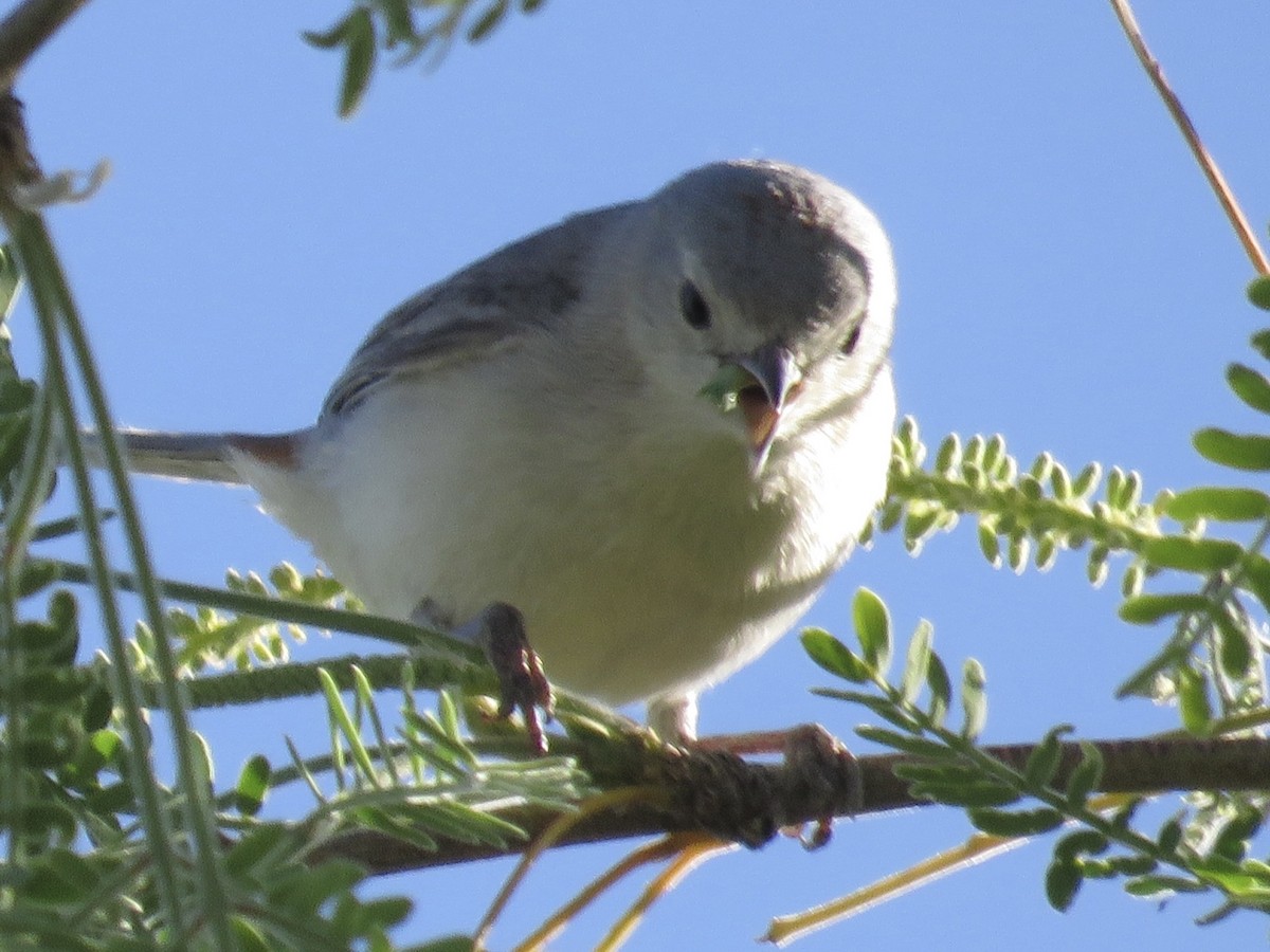 Lucy's Warbler - ML617971847