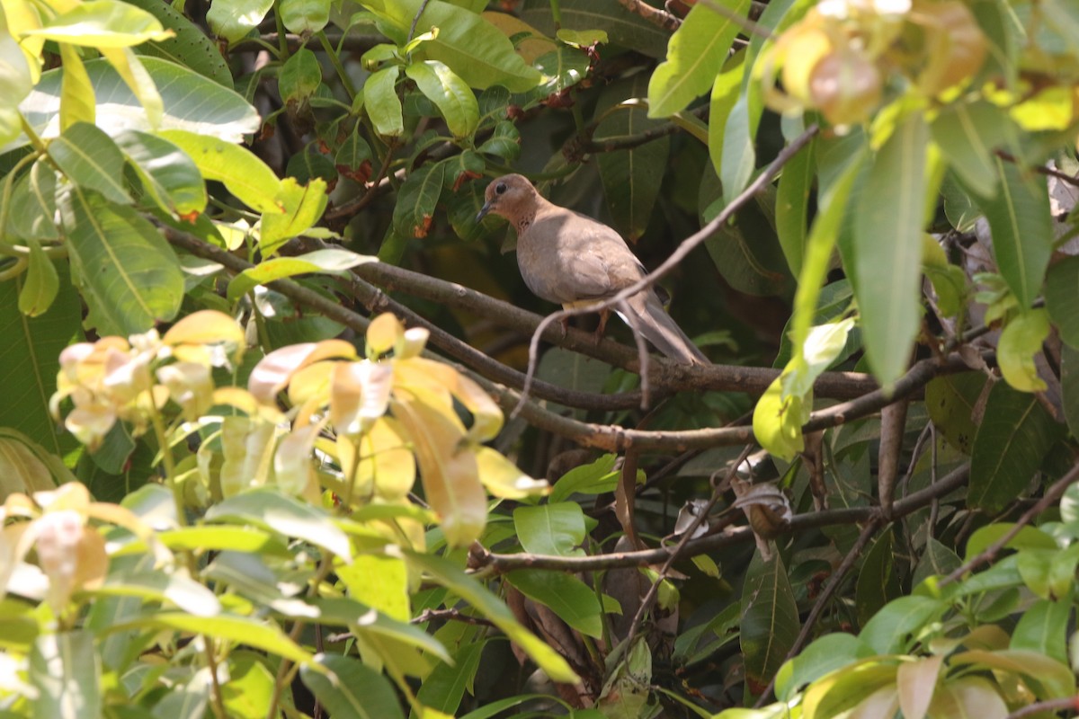 Laughing Dove - ML617971853