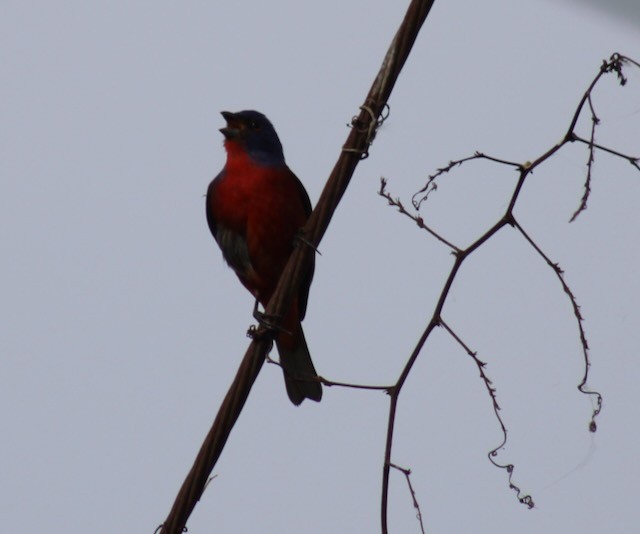 Painted Bunting - ML617971877