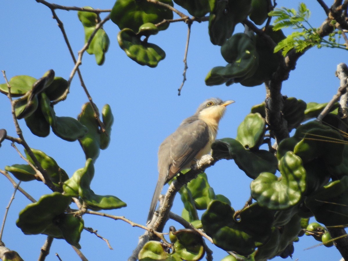 Mangrove Cuckoo - ML617971883
