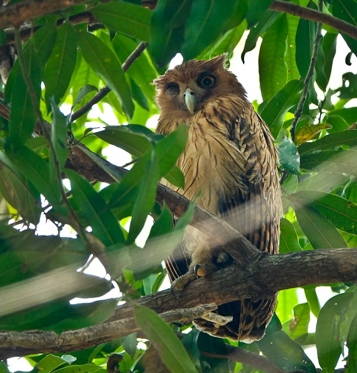 Philippine Eagle-Owl - ML617971919