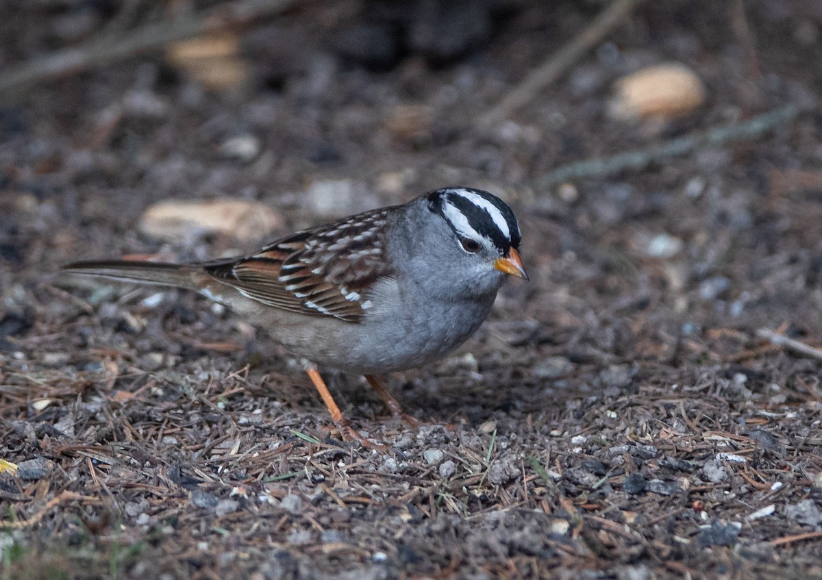 White-crowned Sparrow (Gambel's) - ML617971920