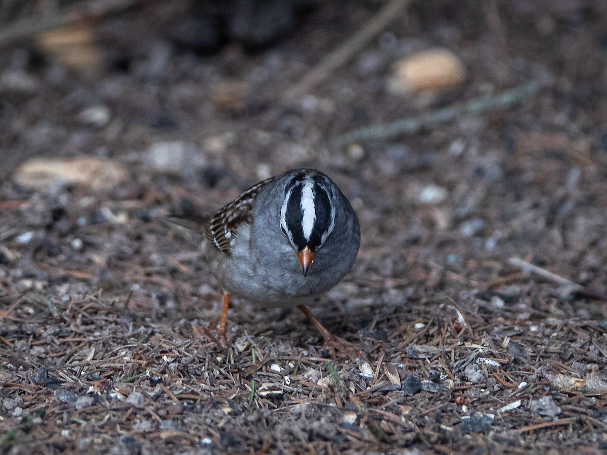 White-crowned Sparrow (Gambel's) - ML617971924