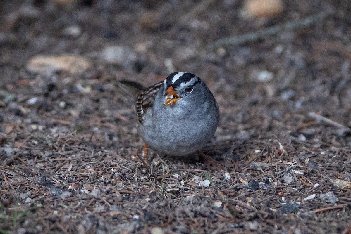 White-crowned Sparrow (Gambel's) - ML617971932