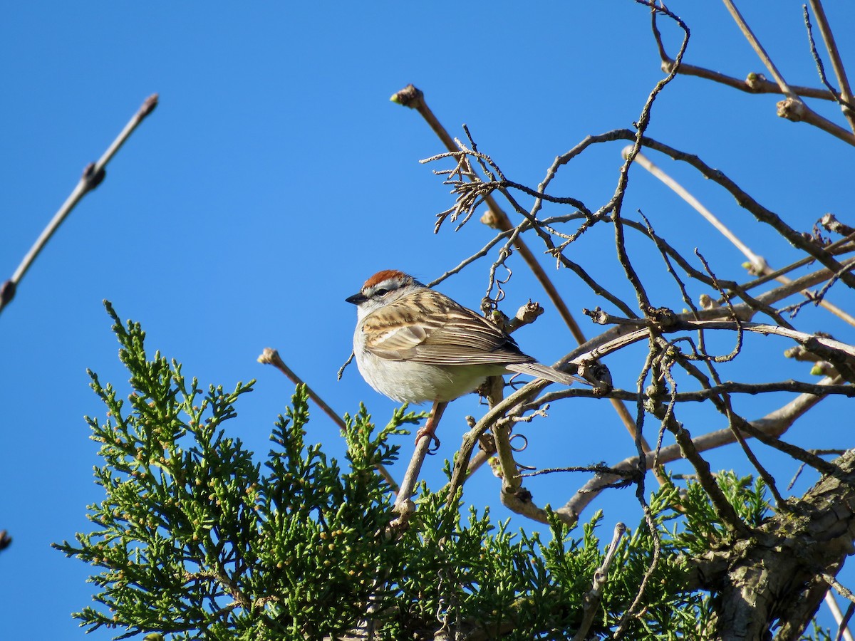Chipping Sparrow - ML617971938