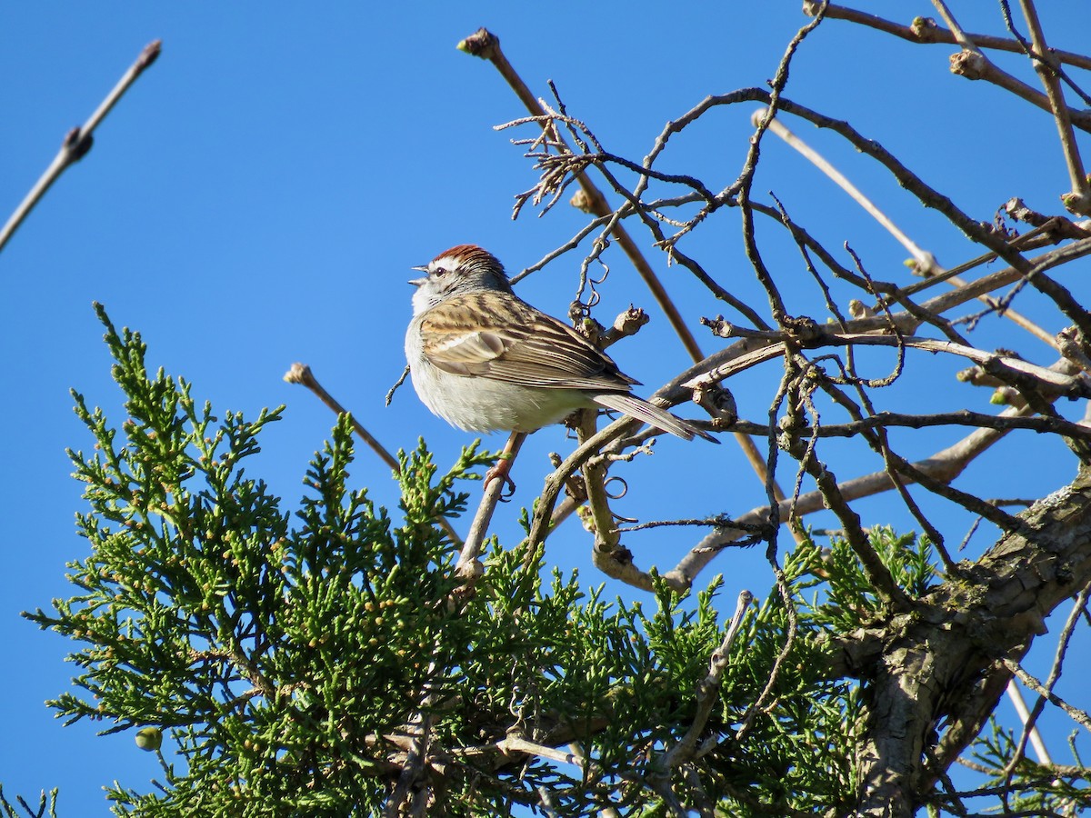 Chipping Sparrow - ML617971939