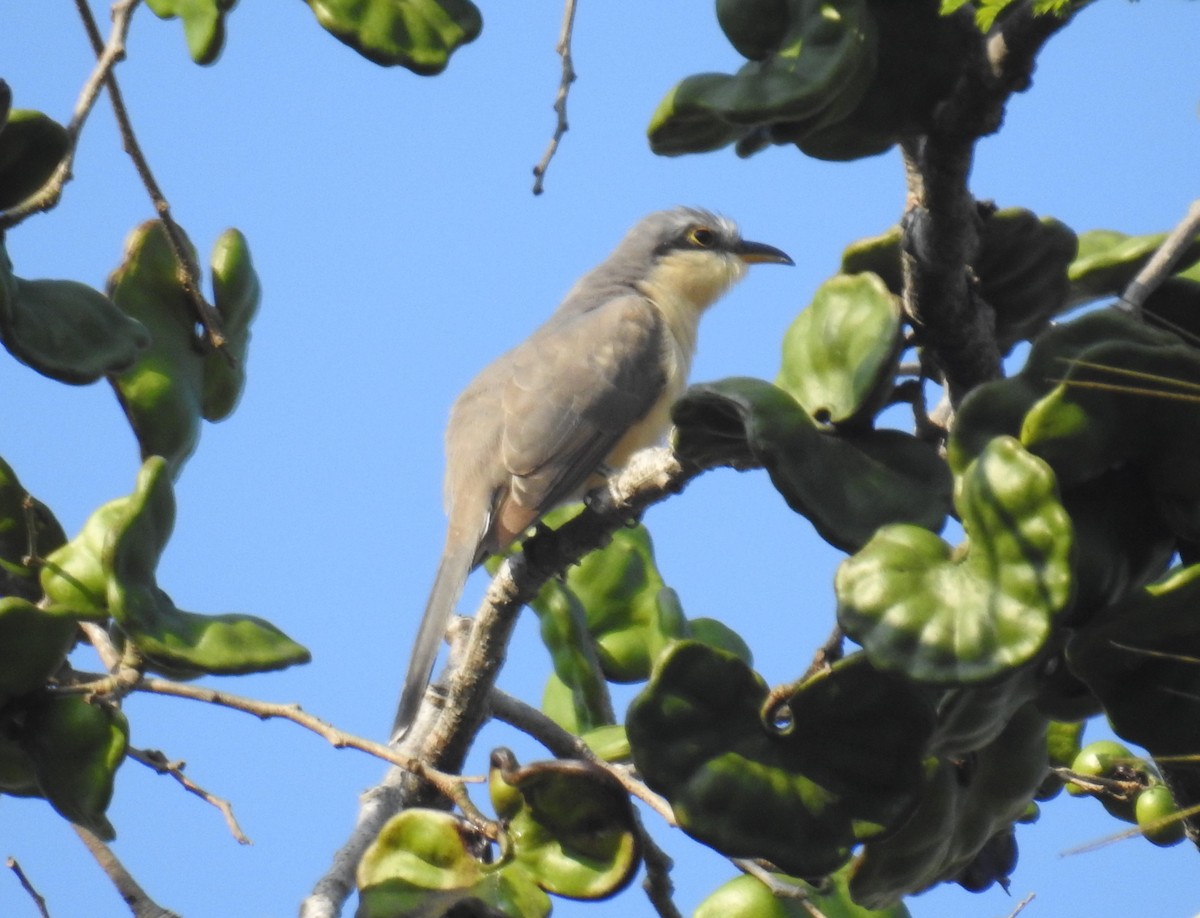 Mangrove Cuckoo - ML617971941